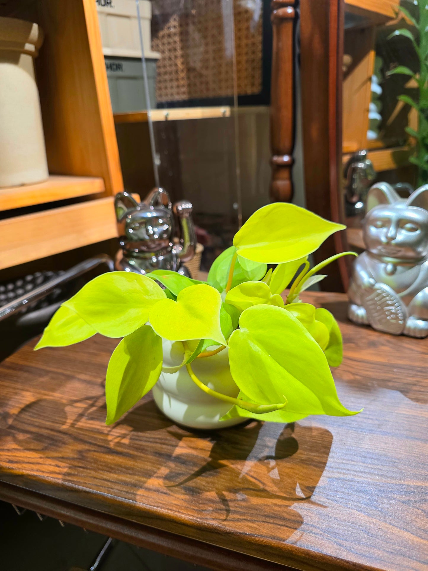 Philodendron lemon lime 檸檬汁蔓綠絨