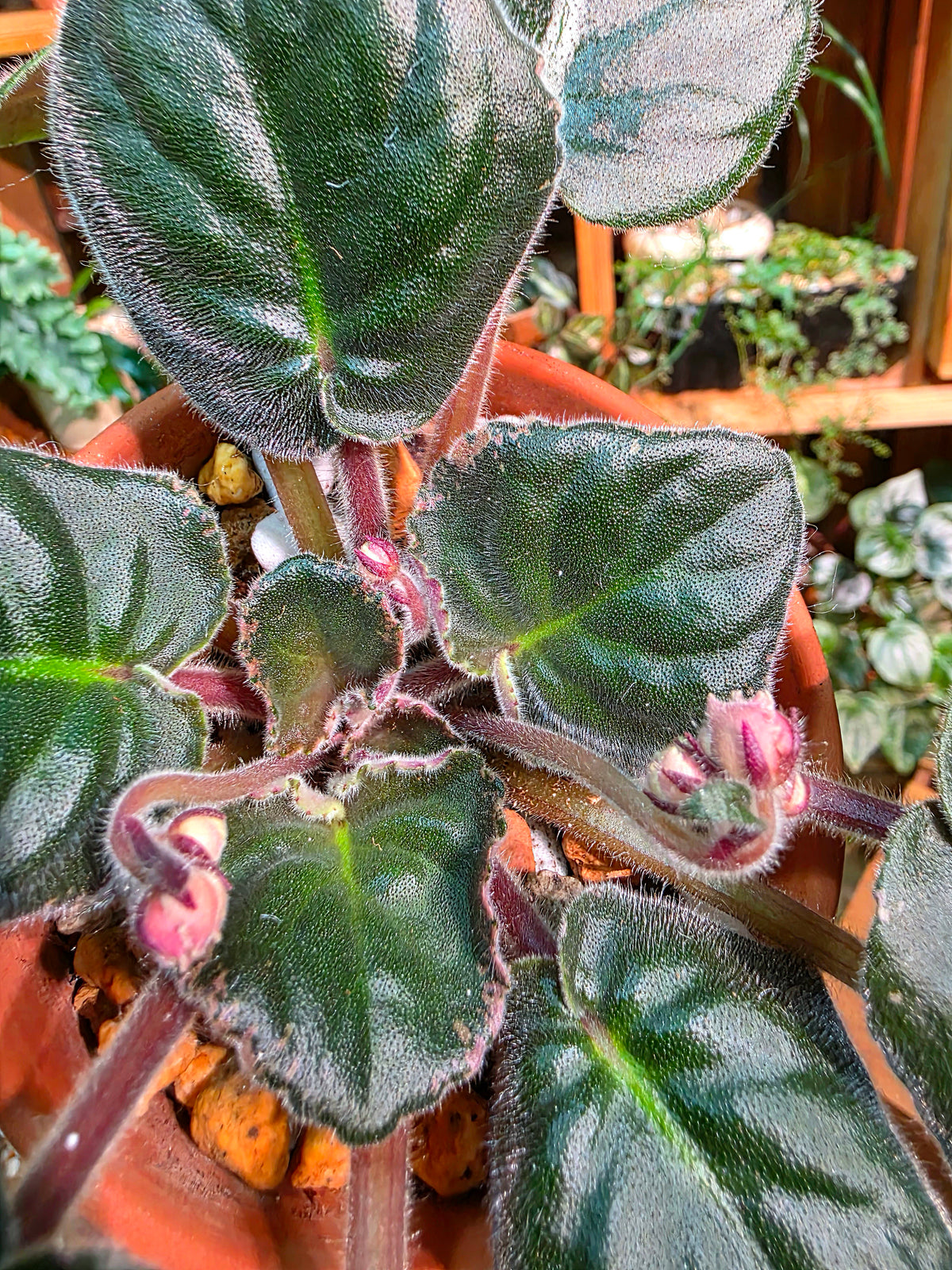 Streptocarpus ionqnthus 非洲紫羅蘭 - 紅茶