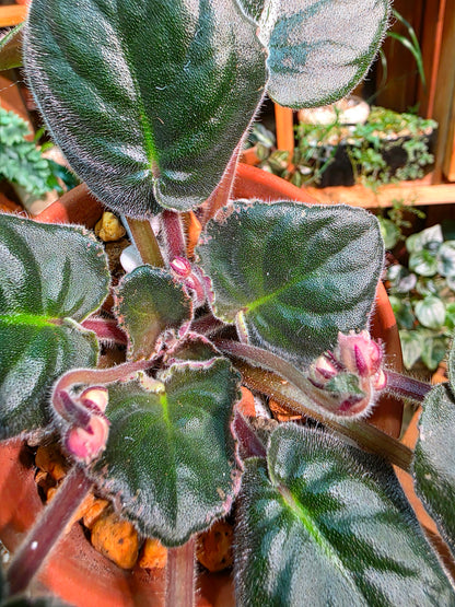 Streptocarpus ionqnthus 非洲紫羅蘭 - 紅茶