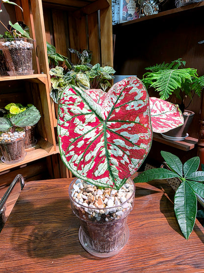Caladium Bloody Mary