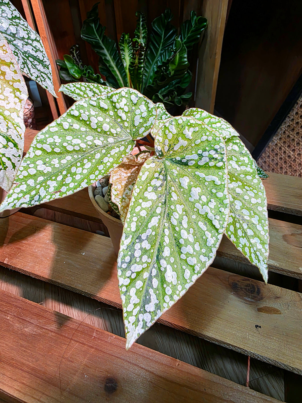 Begonia snow-capped variegated 'Mount Fuji'