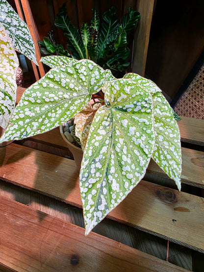 Begonia snow-capped variegated 'Mount Fuji'