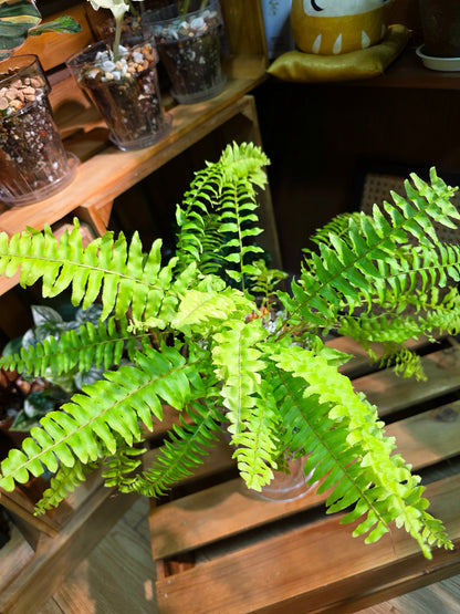 Nephrolepis exaltata 黃金波士頓蕨