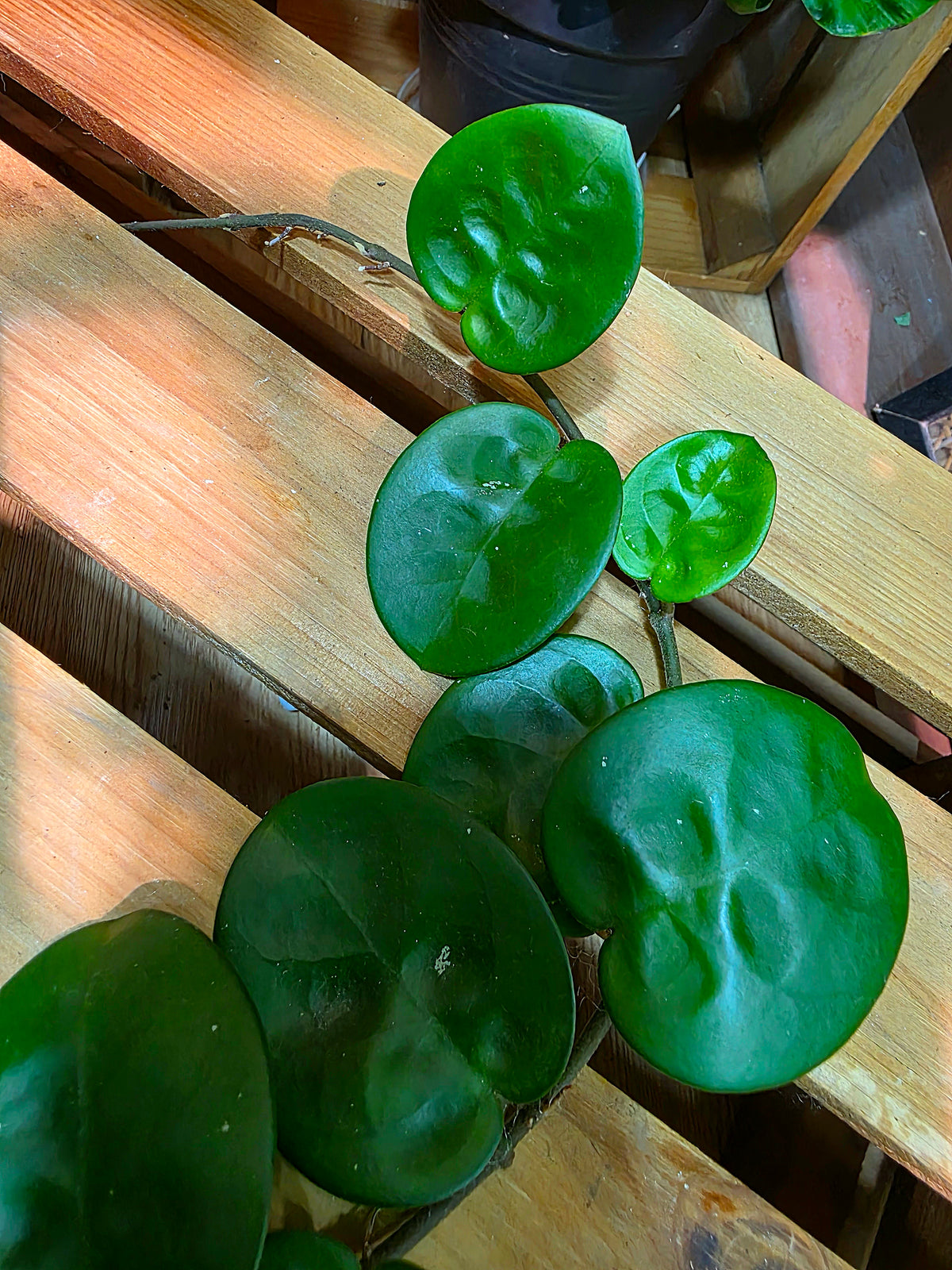 Hoya Carnosa Clinton 克林頓球蘭