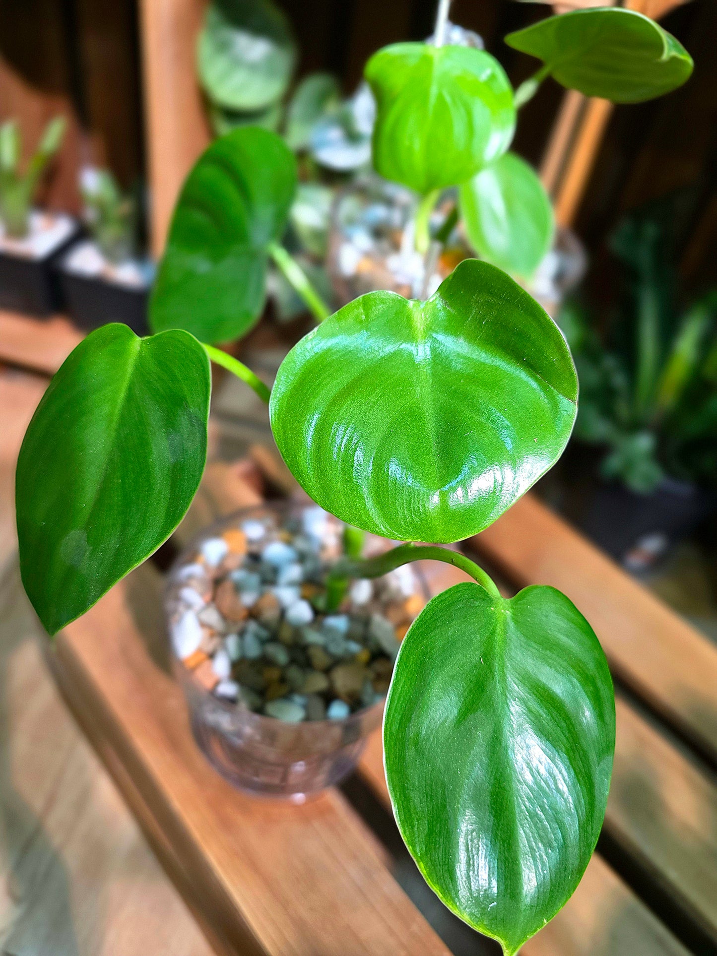 Philodendron pittieri 皮蒂蔓綠絨