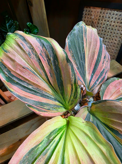 Kaempferia pulchra variegated