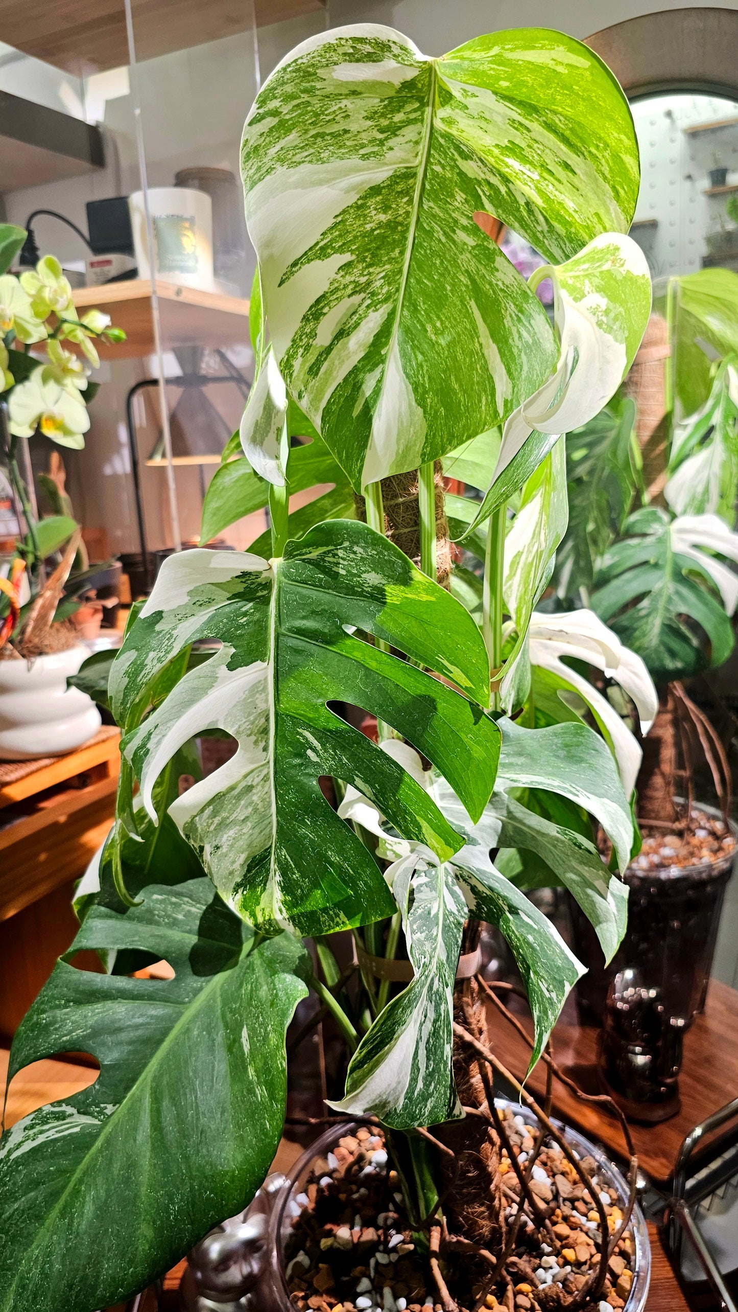 Monstera albo variegated 白斑龜背竹