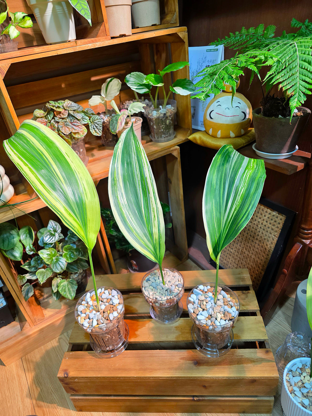 Aspidistra elatior variegated