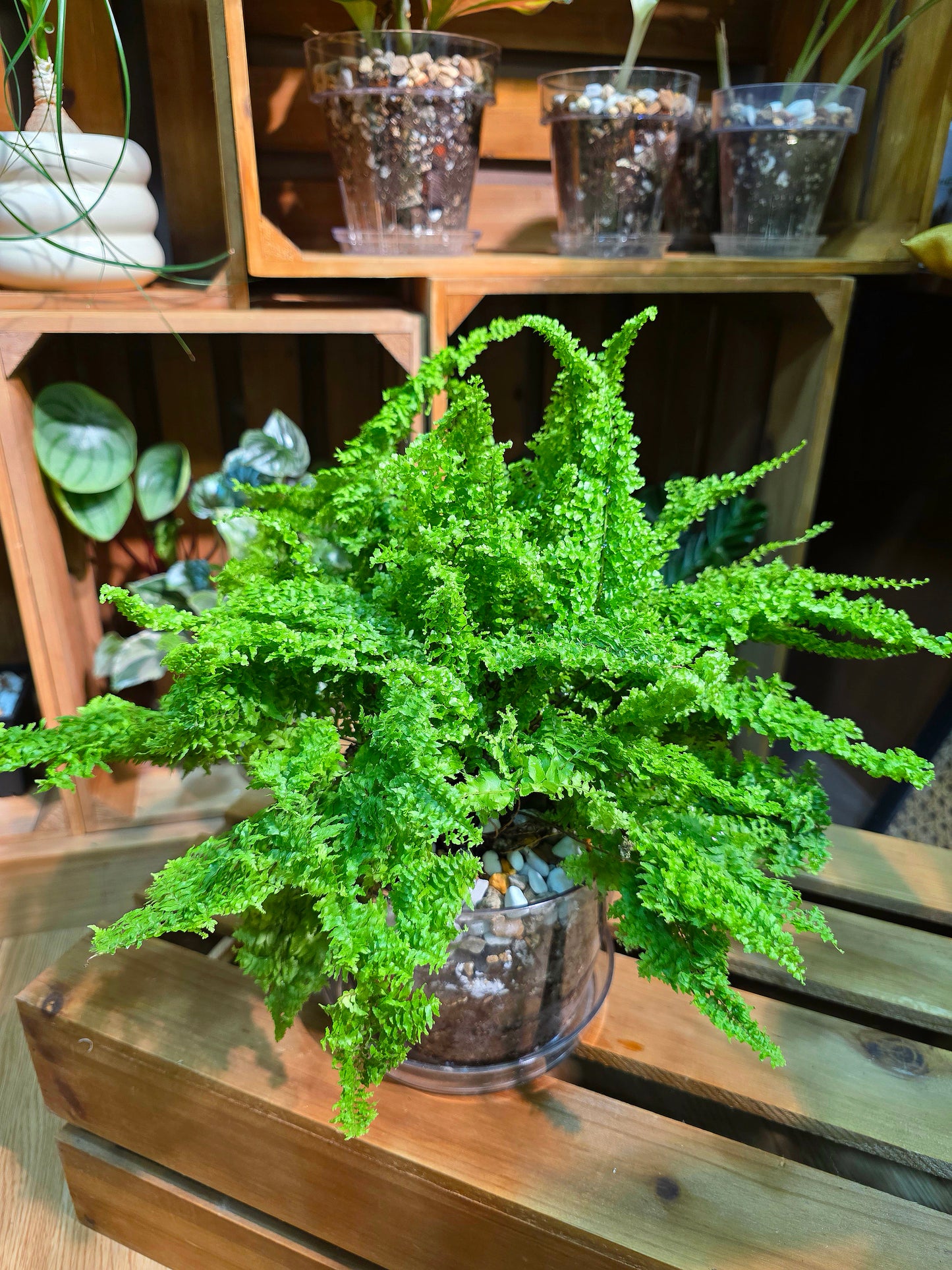 Nephrolepis exaltata cotton candy 棉花糖蕨