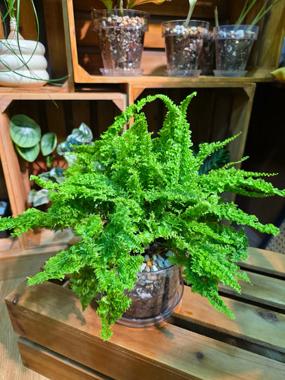 Nephrolepis exaltata cotton candy 棉花糖蕨