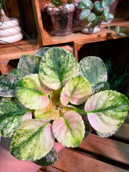 Streptocarpus ionqnthus 非洲紫羅蘭 - 甜點