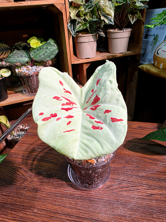 Caladium matcha beans 抹茶紅豆彩葉芋