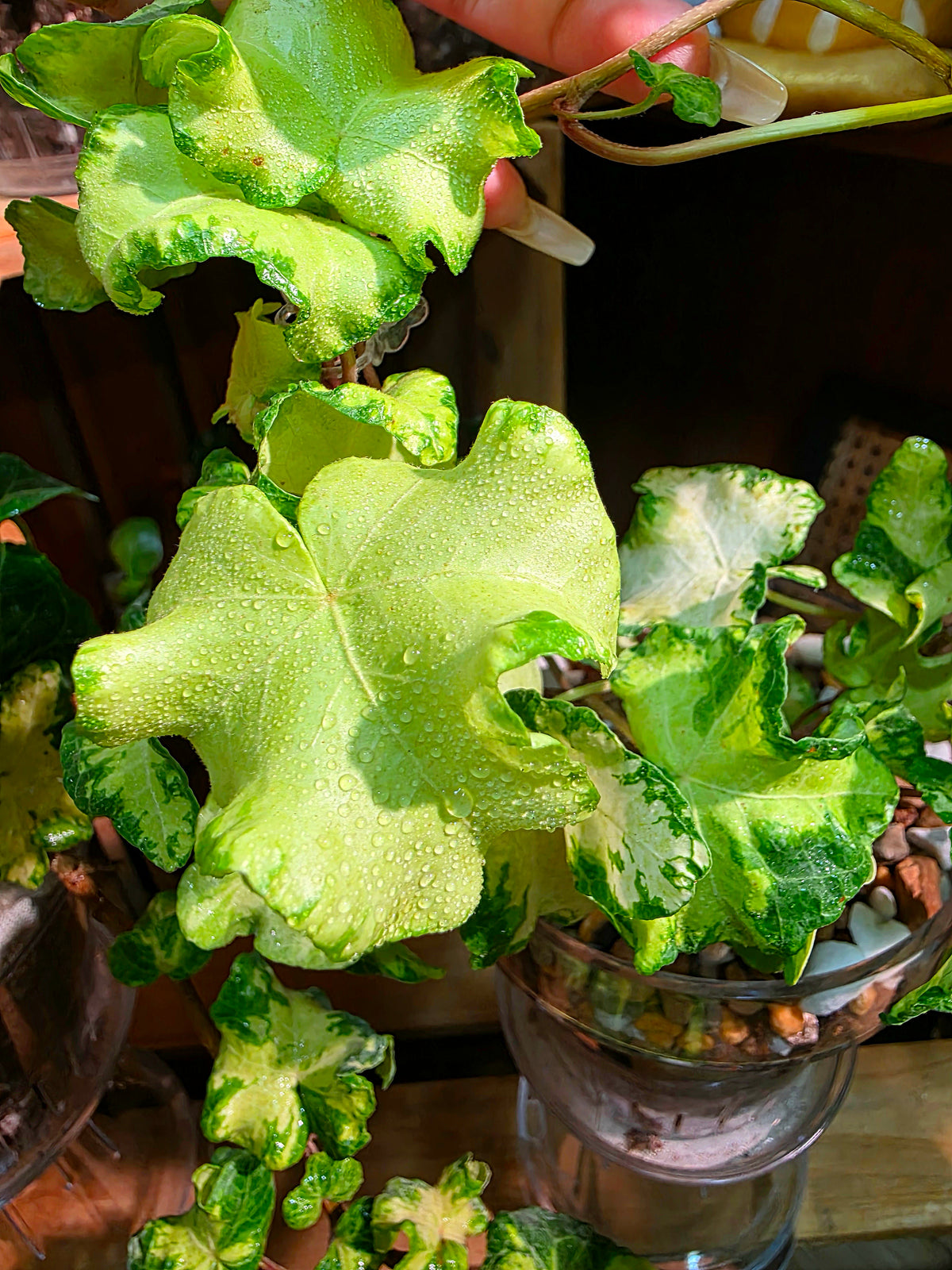 Hedera helix 'Moonlight'