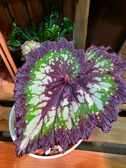 Begonia tornado 耶誕嘉年華秋海棠