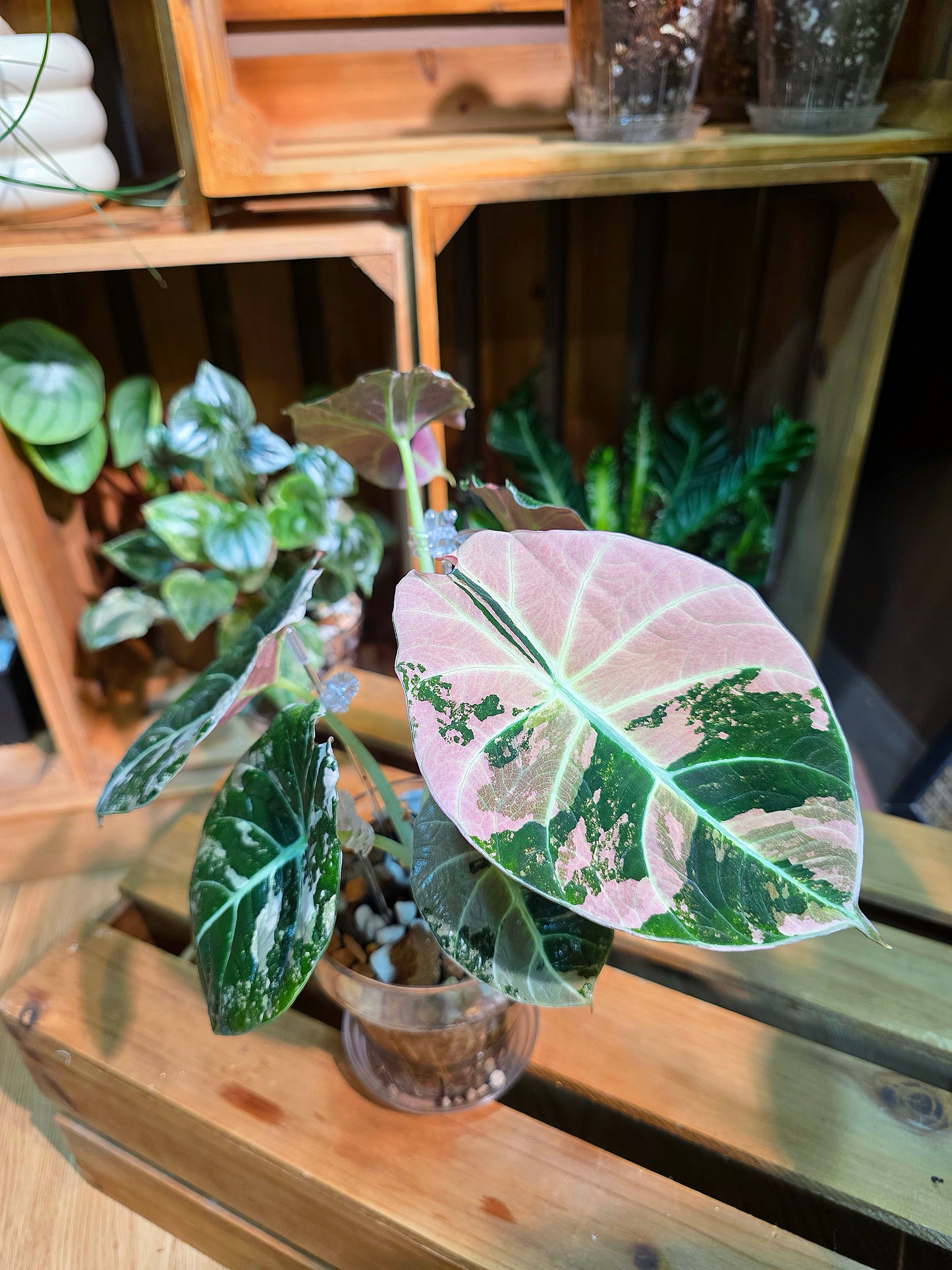 Alocasia Black Velvet Variegated Pink