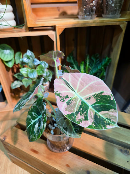 Alocasia Black Velvet Variegated Pink