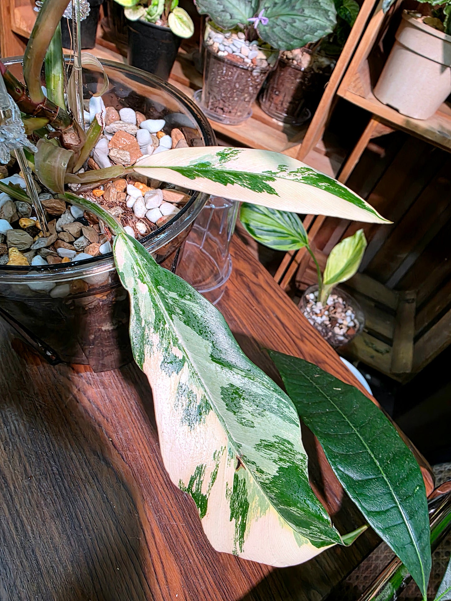 Philodendron caramel marble variegated 焦糖大理石蔓綠絨