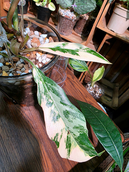 Philodendron caramel marble variegated 焦糖大理石蔓綠絨