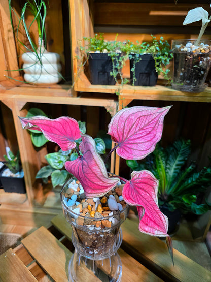 Caladium Thailand 泰國彩葉芋
