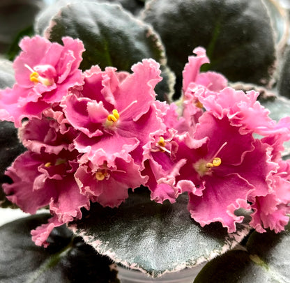 Streptocarpus ionqnthus 非洲紫羅蘭 - 紅茶