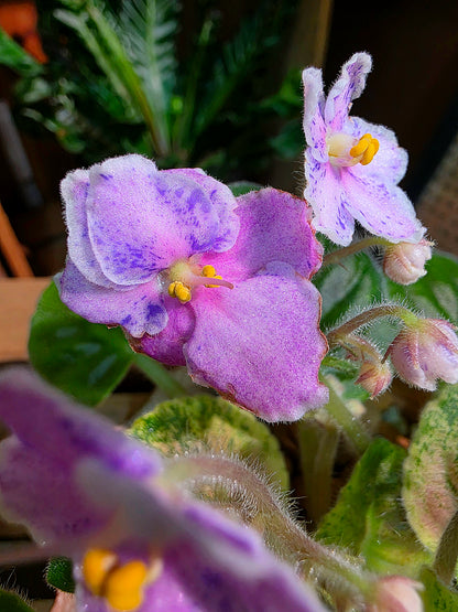 Streptocarpus ionqnthus 非洲紫羅蘭 - Robs Combustible Pigeon