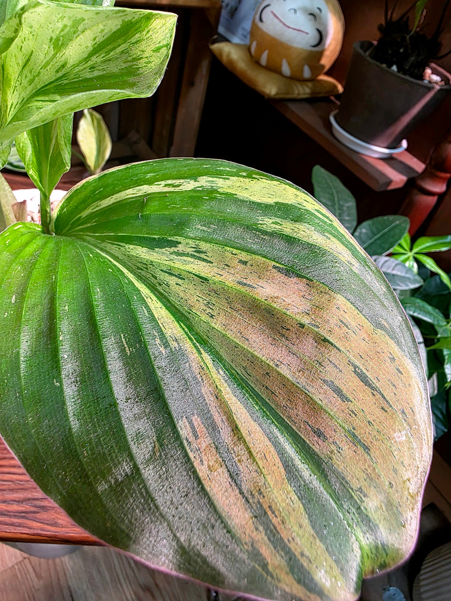 Kaempferia pulchra variegated 七彩孔雀姜錦