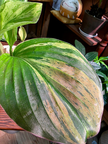 Kaempferia pulchra variegated 七彩孔雀姜錦