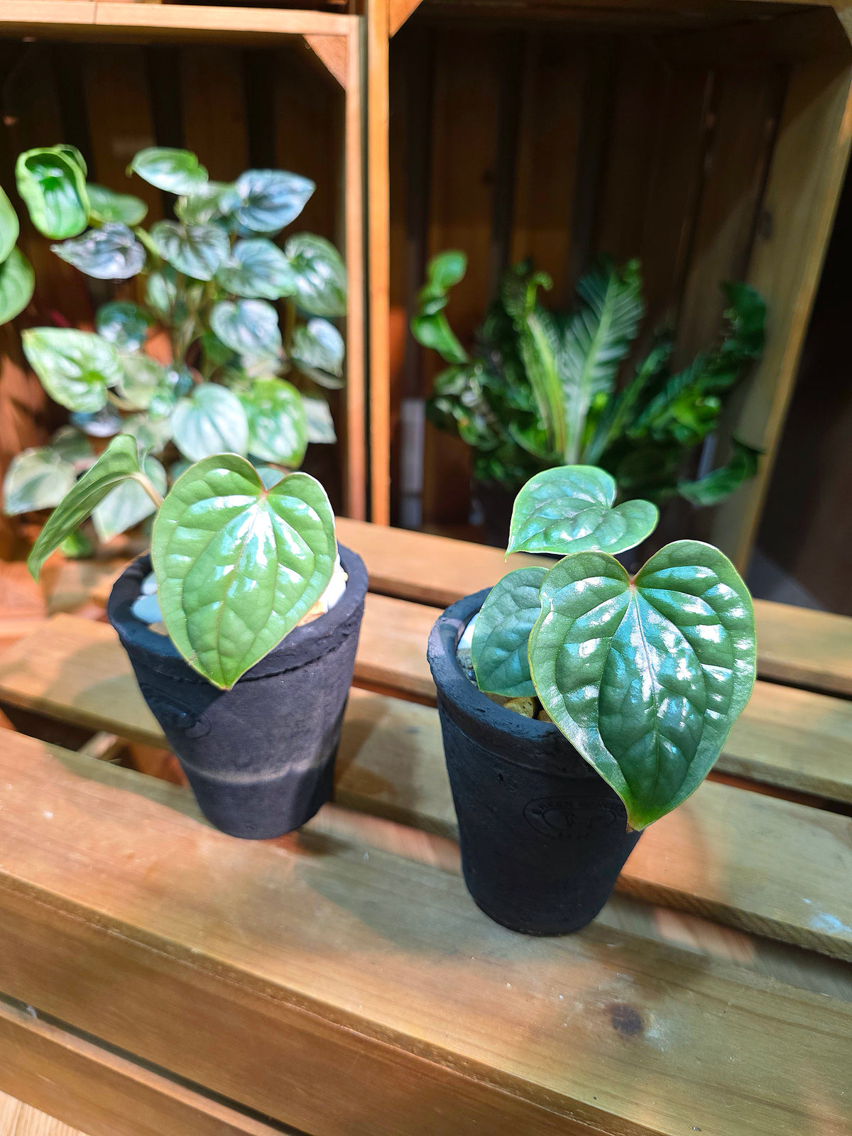Anthurium luxurians platinum