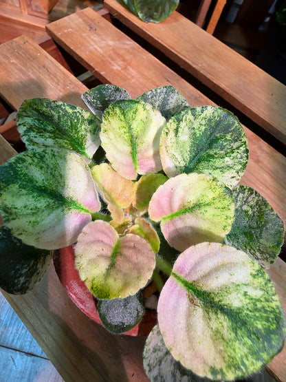 Streptocarpus ionqnthus 非洲紫羅蘭 - 甜點