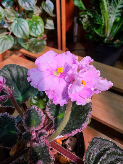 Streptocarpus ionqnthus 非洲紫羅蘭 - 春曉
