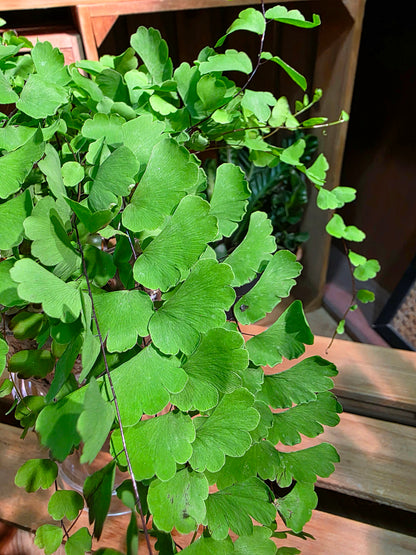 Adiantum philippense 半月鐵線蕨
