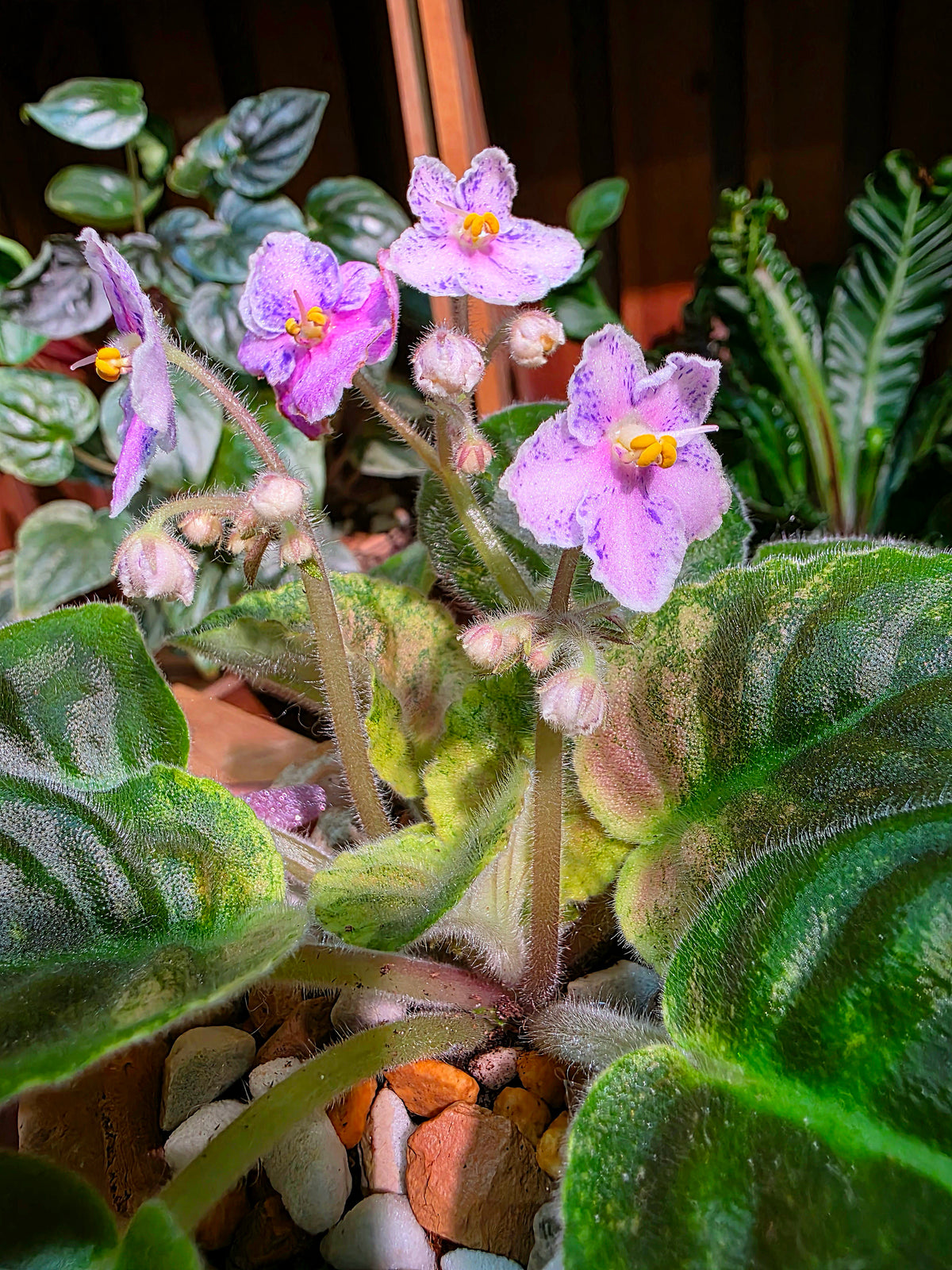 Streptocarpus ionqnthus 非洲紫羅蘭 - Robs Combustible Pigeon