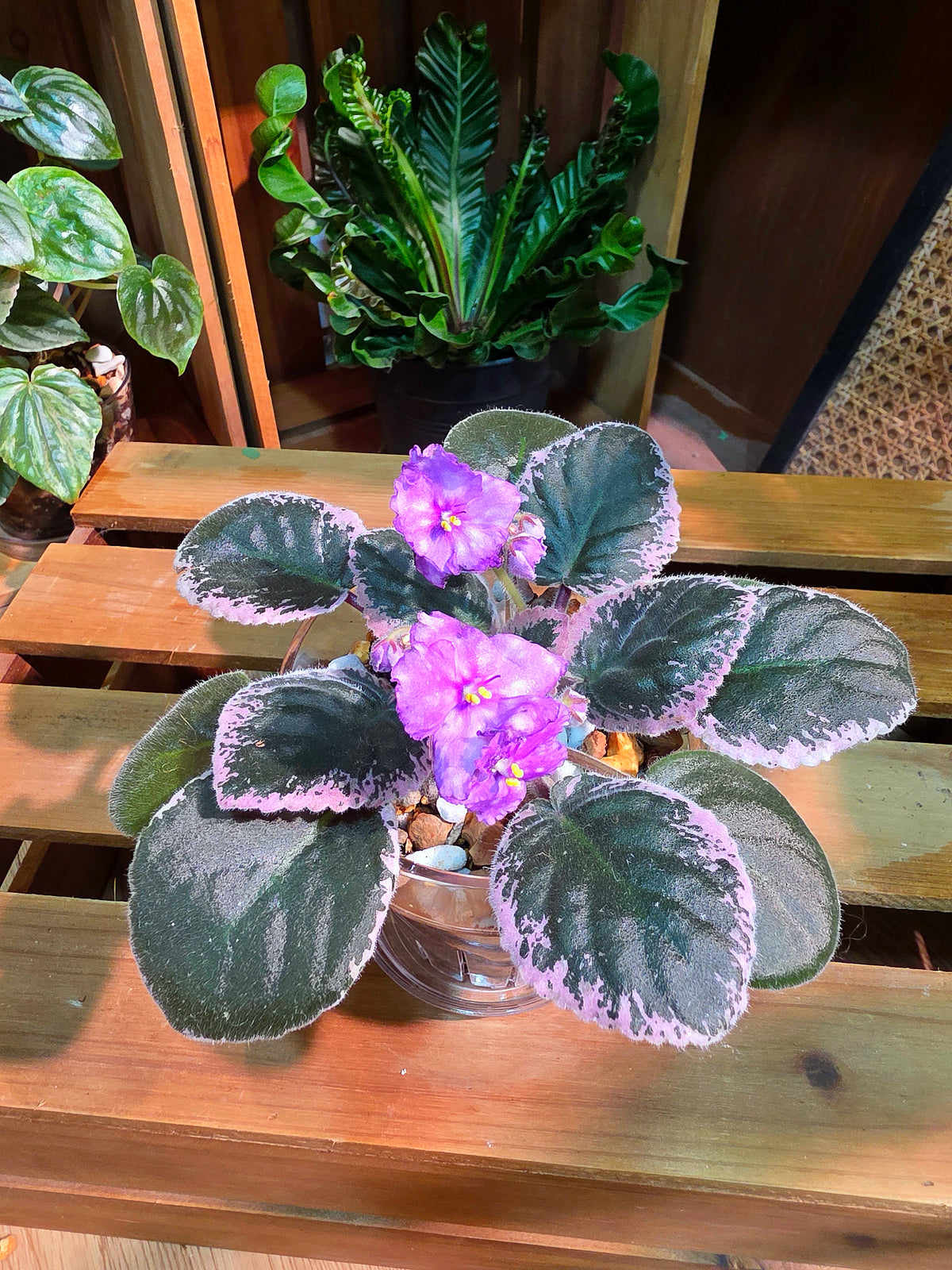 Streptocarpus ionqnthus 非洲紫羅蘭 - 6106