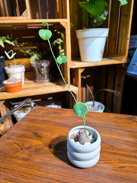 Stephania erecta 圓葉山烏龜