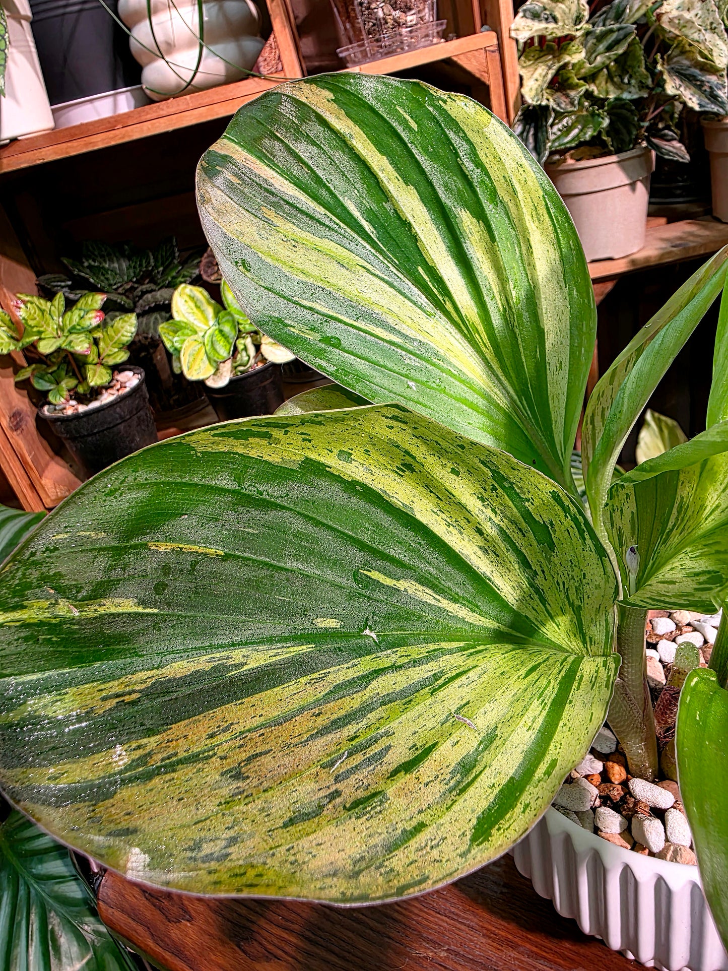 Kaempferia pulchra variegated 七彩孔雀姜錦