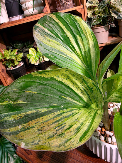 Kaempferia pulchra variegated 七彩孔雀姜錦