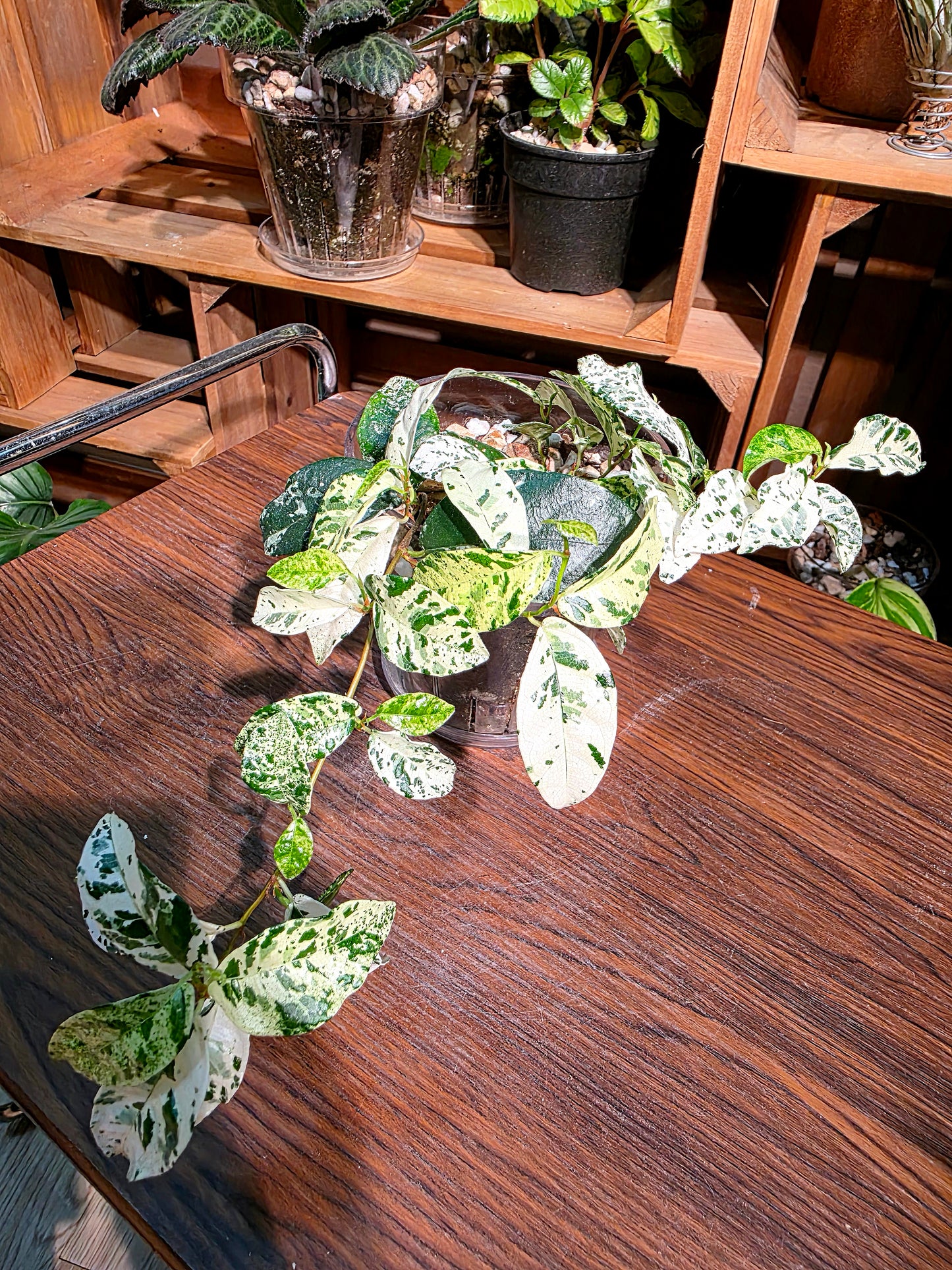 Ficus punctata variegated 馬賽克榕