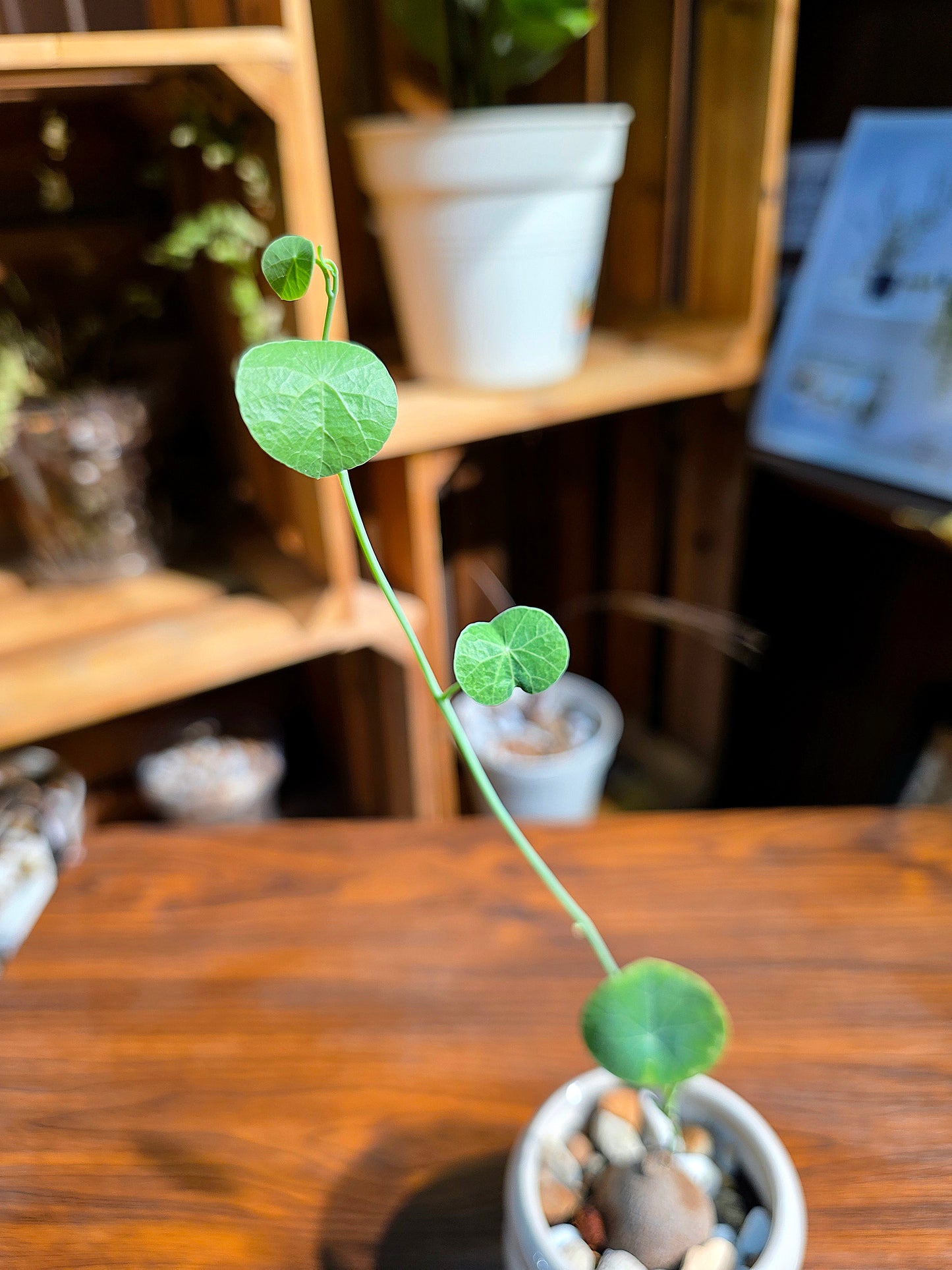 Stephania erecta 圓葉山烏龜