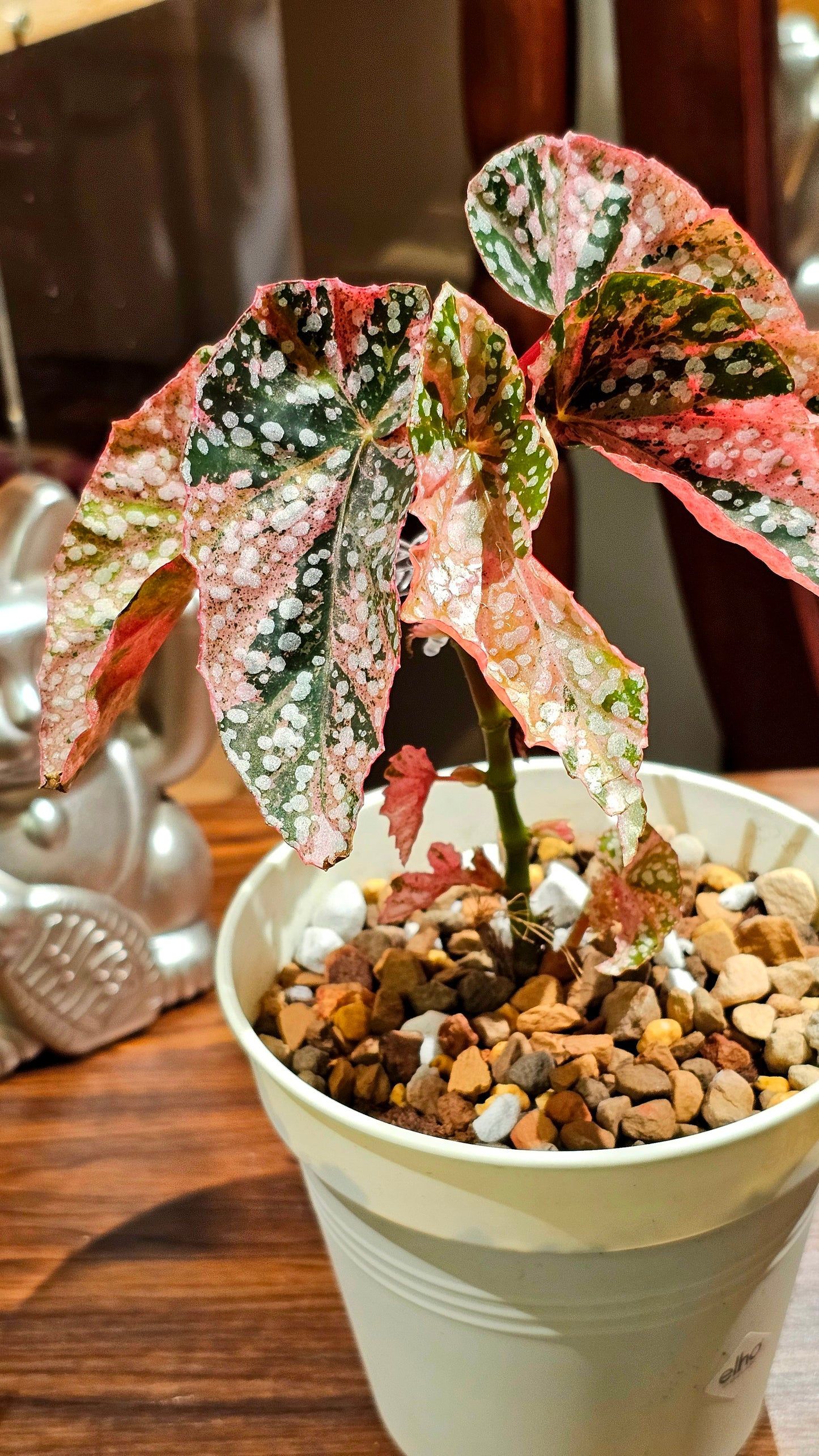 Begonia snow capped variegated 富士山錦秋海棠