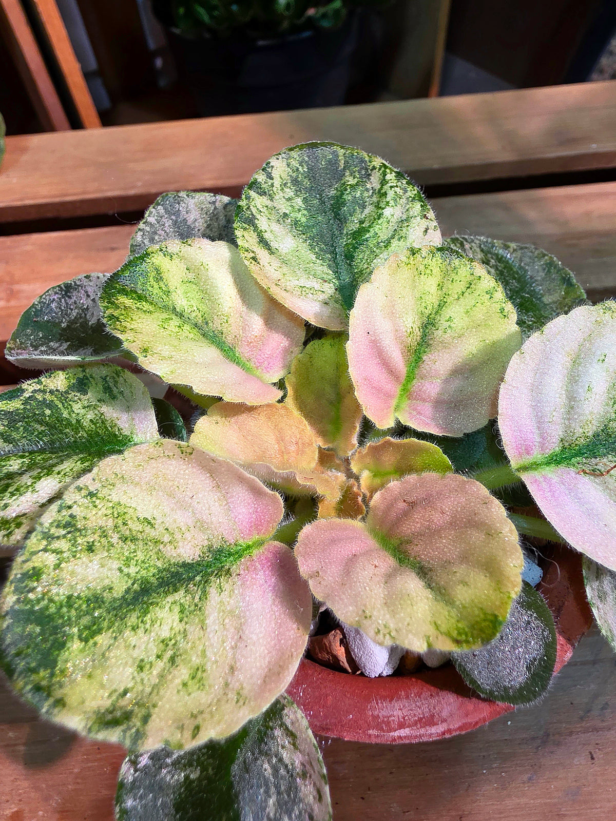 Streptocarpus ionqnthus 非洲紫羅蘭 - 甜點