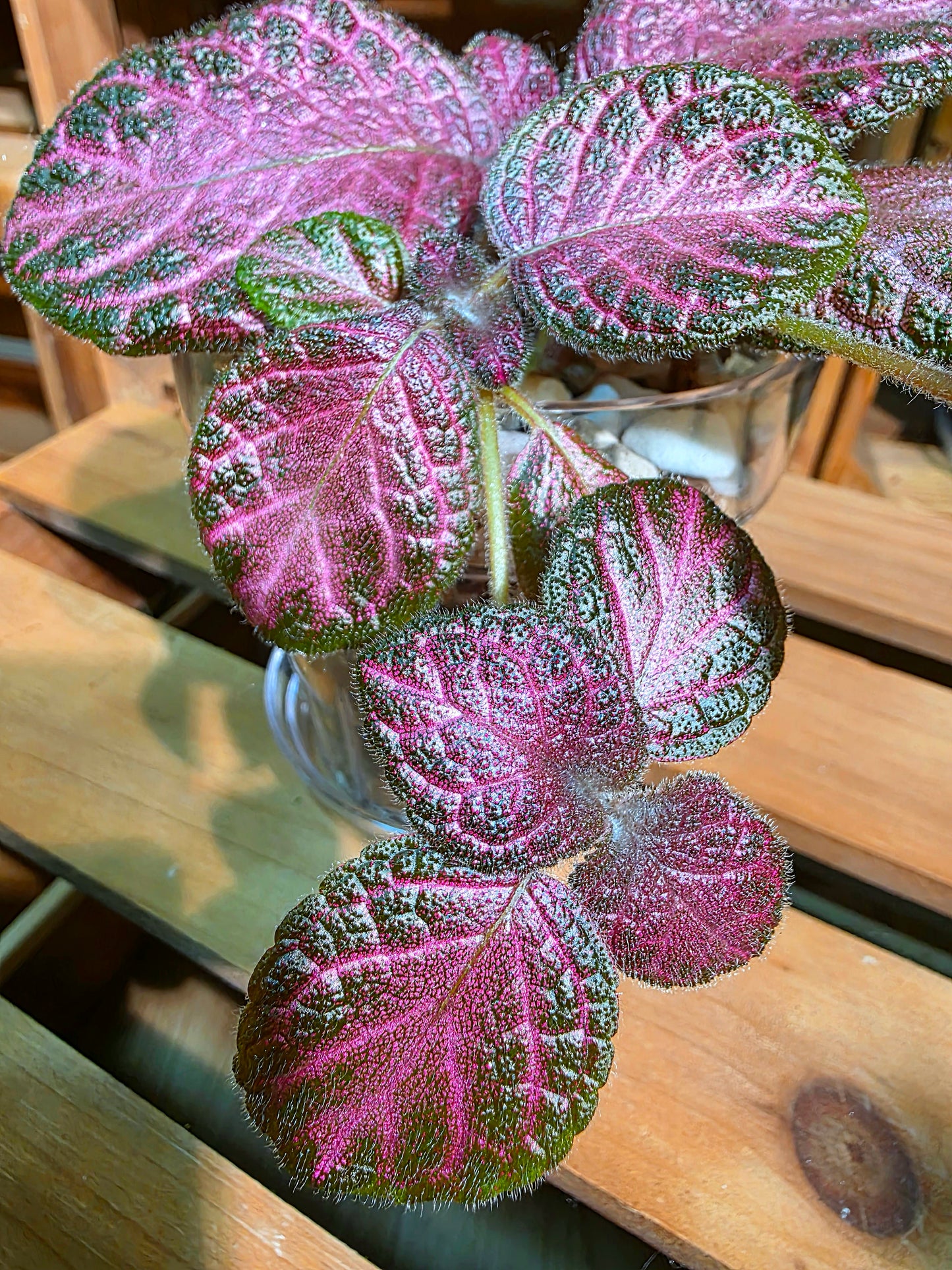 Episcia cupreata 'Malayan Gem'