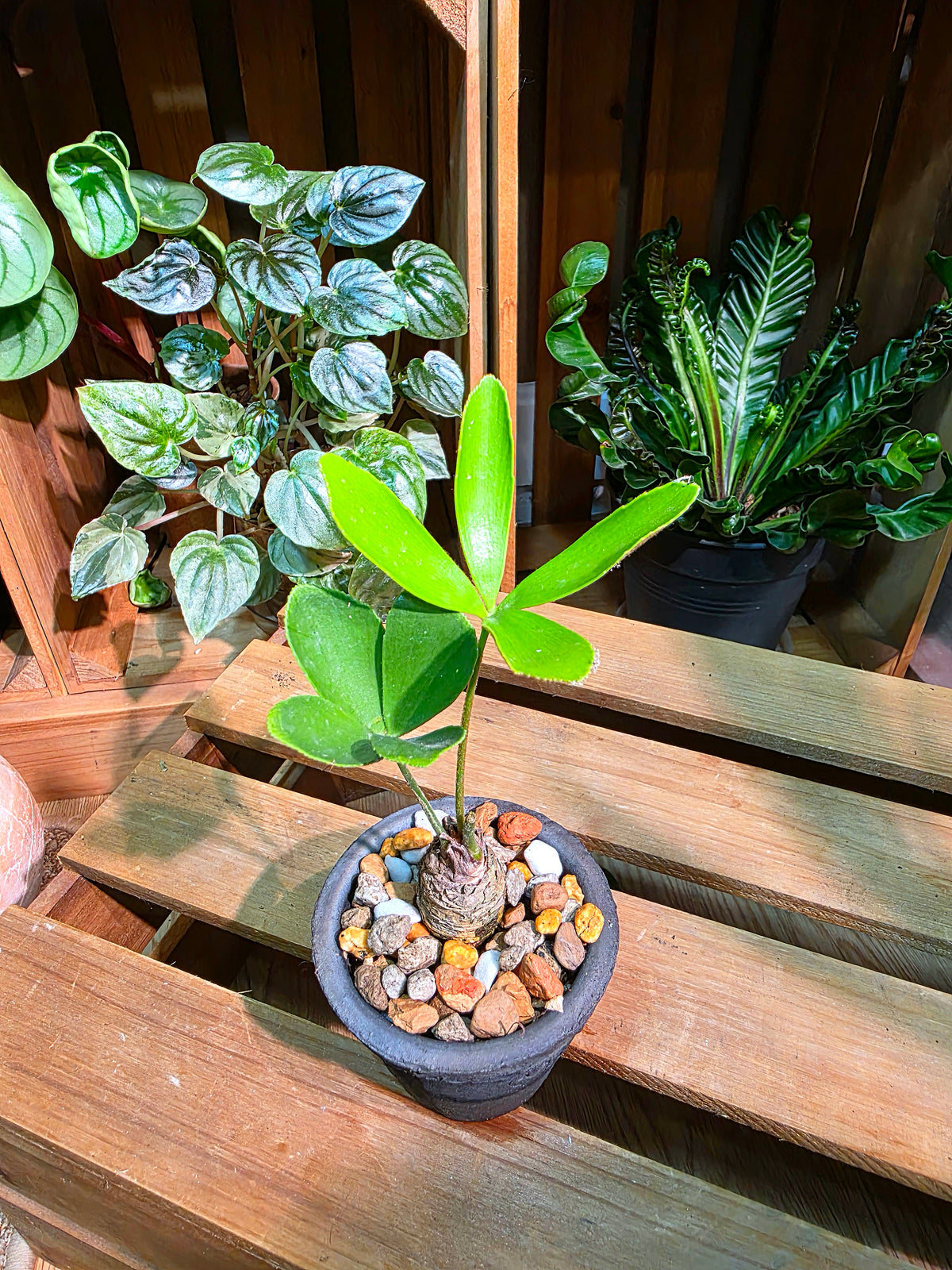 Zamia furfuracea 幸運鐵
