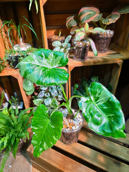 Alocasia odora okinawa silver 沖繩銀海芋
