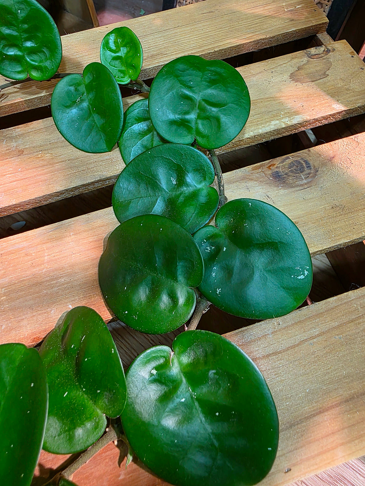 Hoya Carnosa Clinton 克林頓球蘭