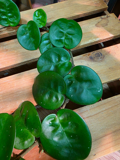 Hoya Carnosa Clinton 克林頓球蘭