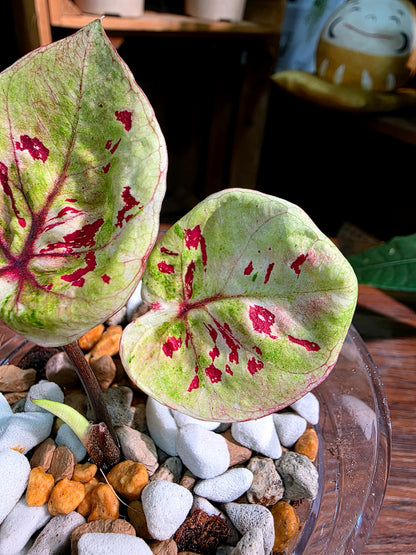 Caladium sp 粉紅豆彩葉芋