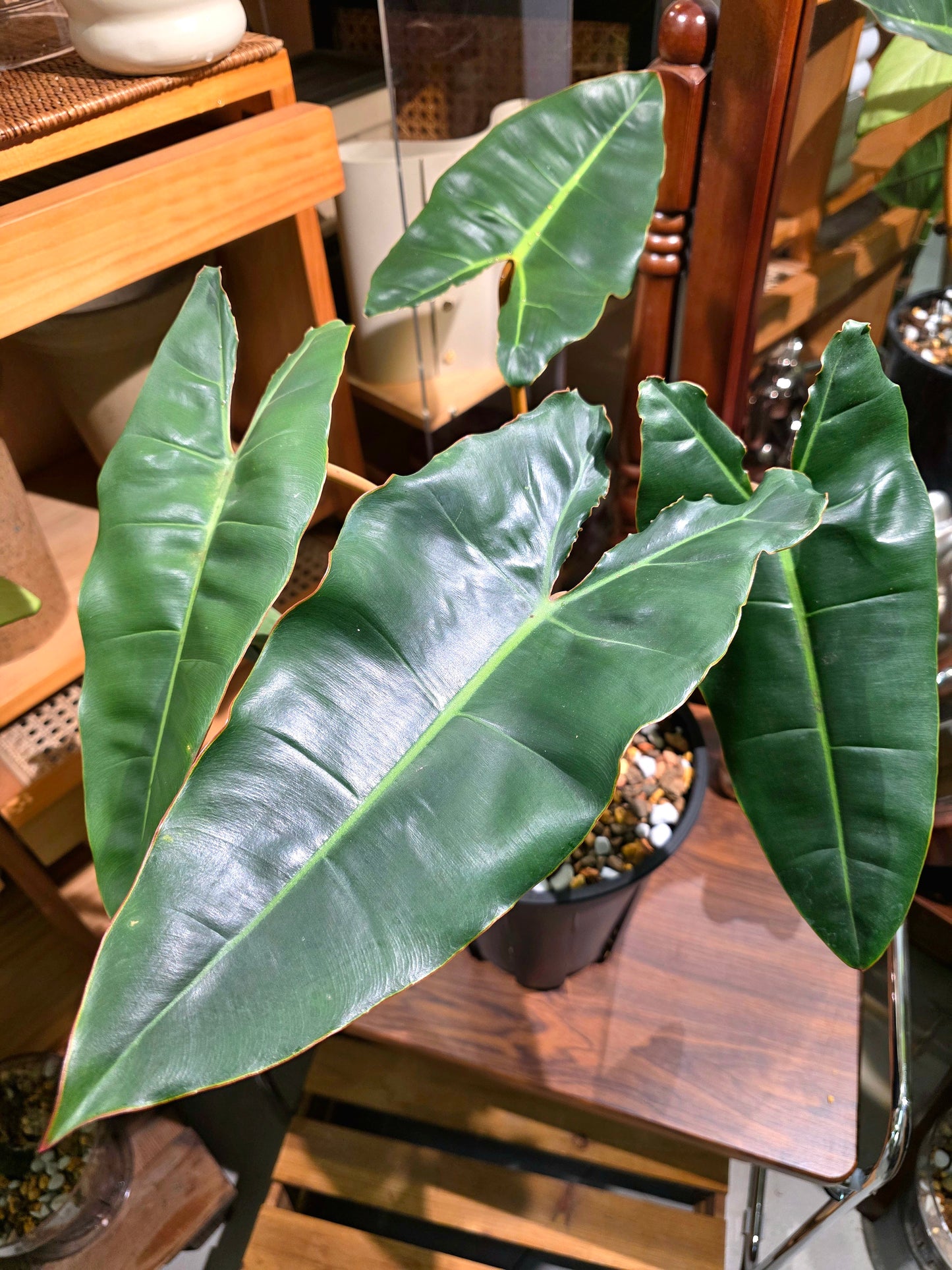 Philodendron billietiae 橙柄蔓綠絨