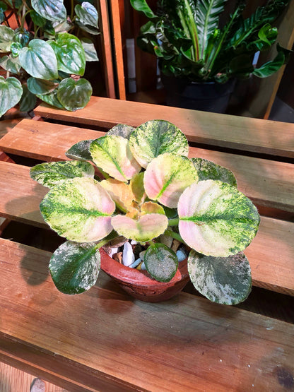 Streptocarpus ionqnthus 非洲紫羅蘭 - 甜點