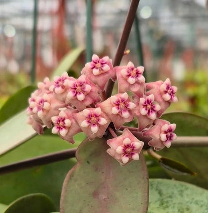 Hoya silver dollar