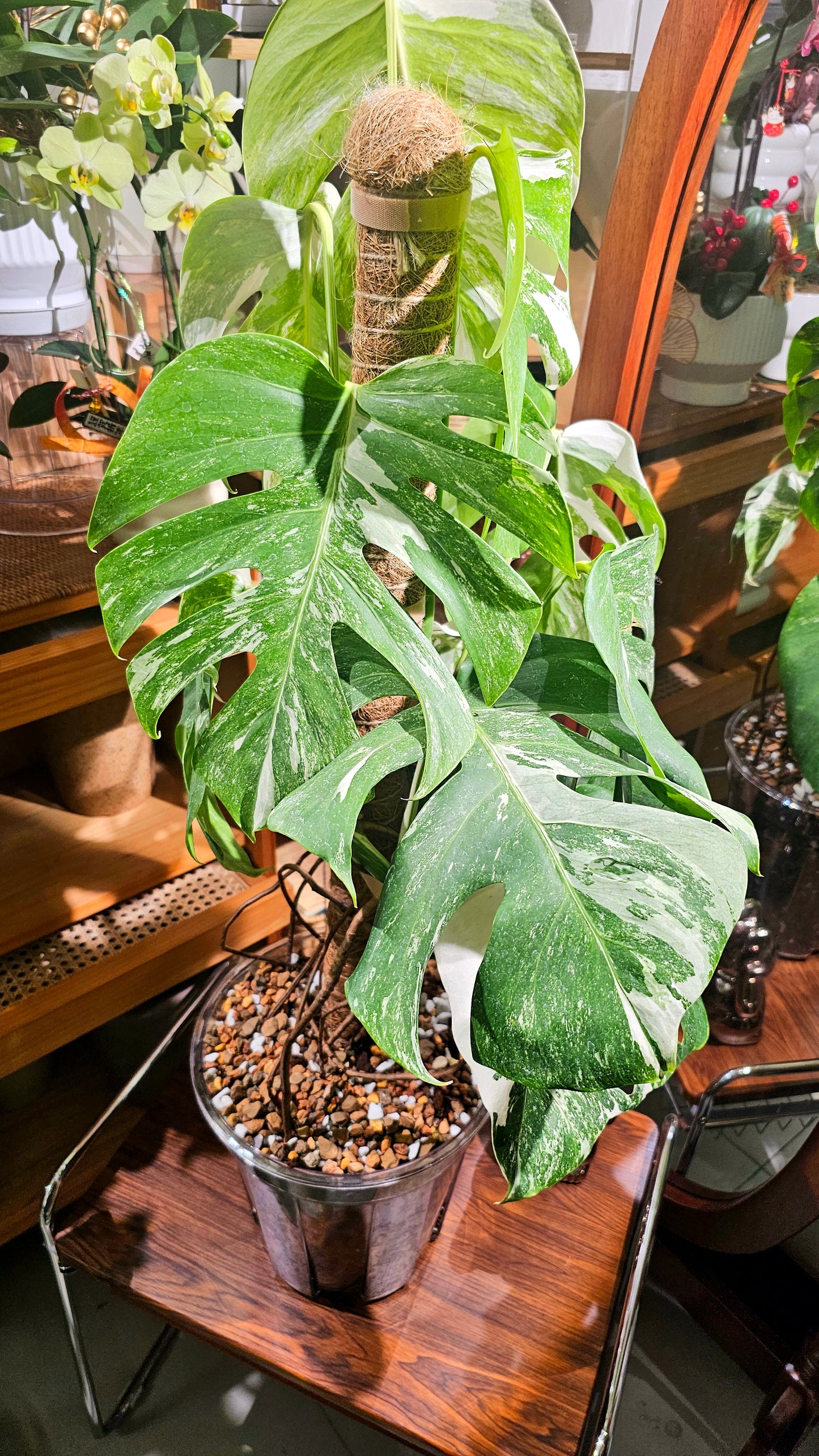 Monstera albo variegated 白斑龜背竹